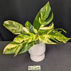 Epipremnum Pinnatum Sunburst (Philippine Cultivar)