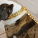Gold Cuban dog coller and leash
