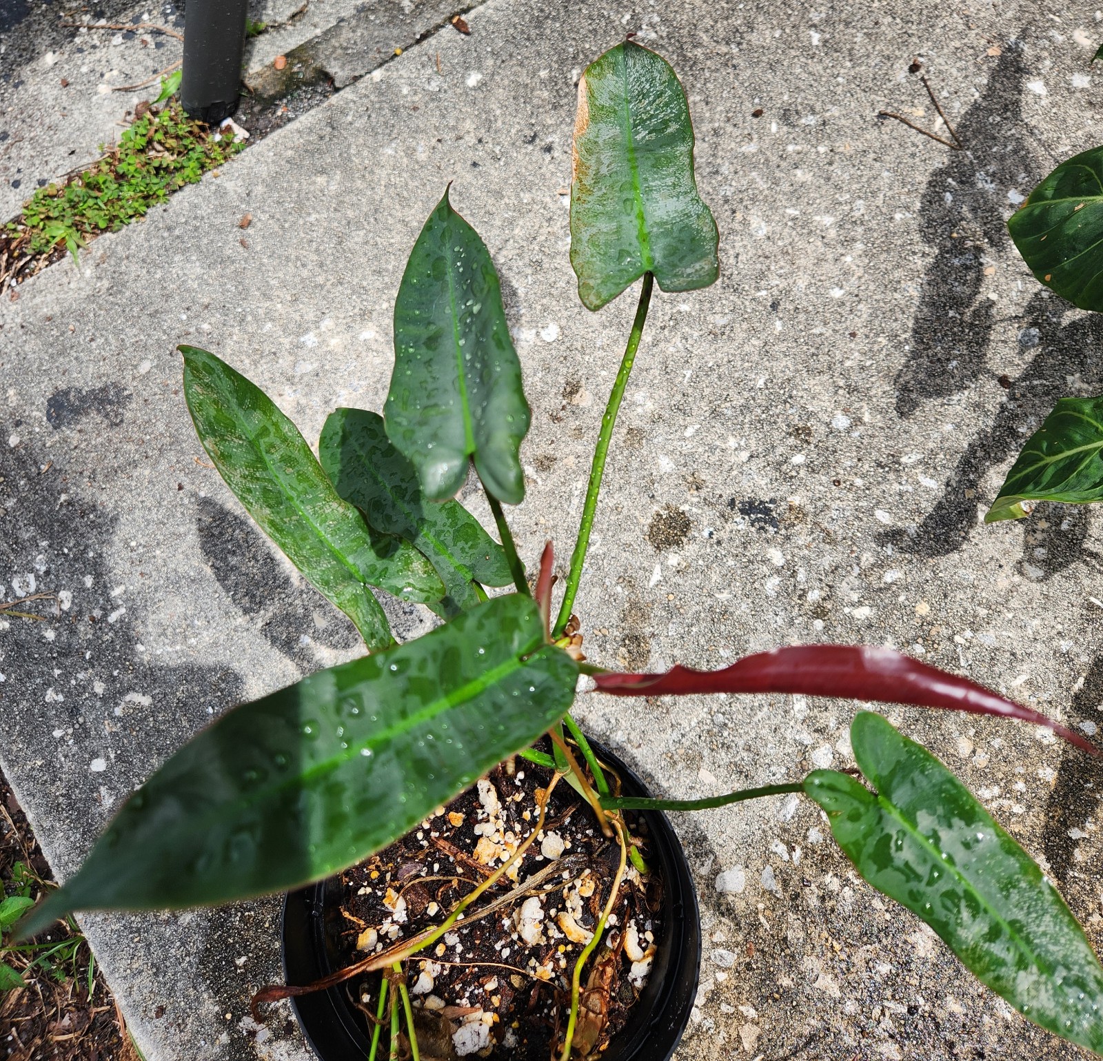 Atabapoense Philodendron