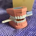 Toothbrush model