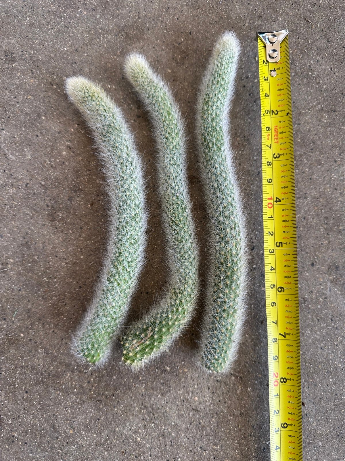 3 long monkey tail cuttings
