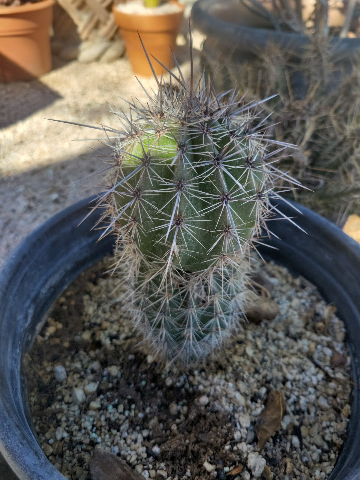 Cactus
