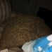pillow