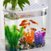 fish tank