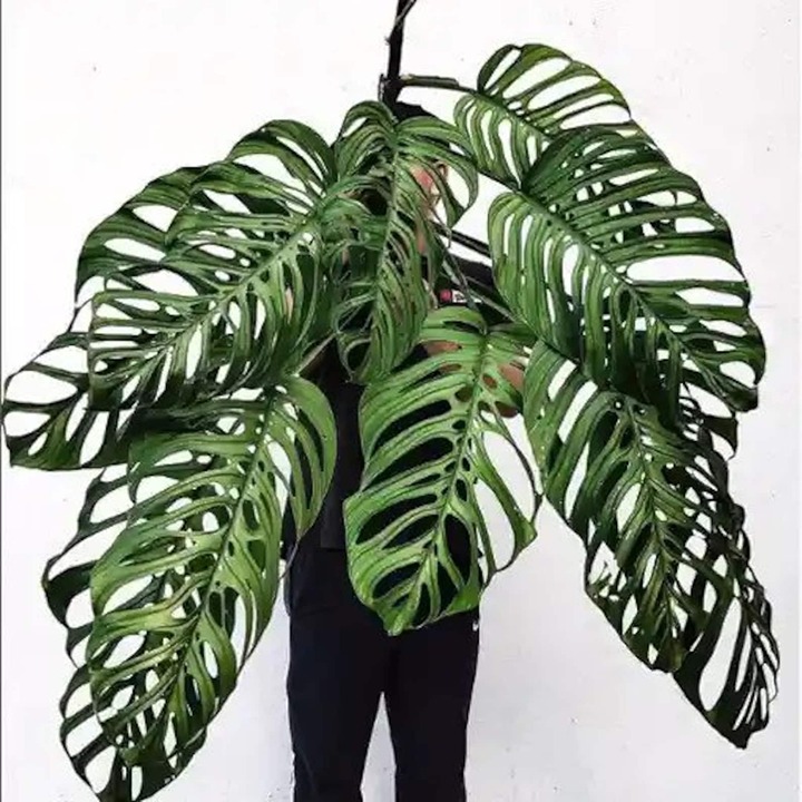 Monstera esqueleto Starter Plant 2 plant