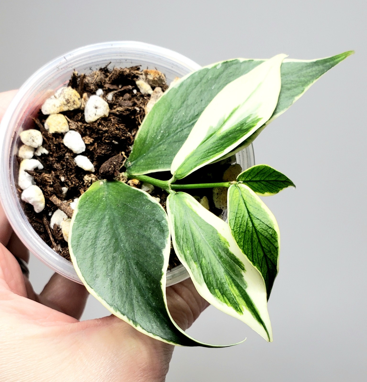 Hoya Polyneura Albo (Outer Variegated)