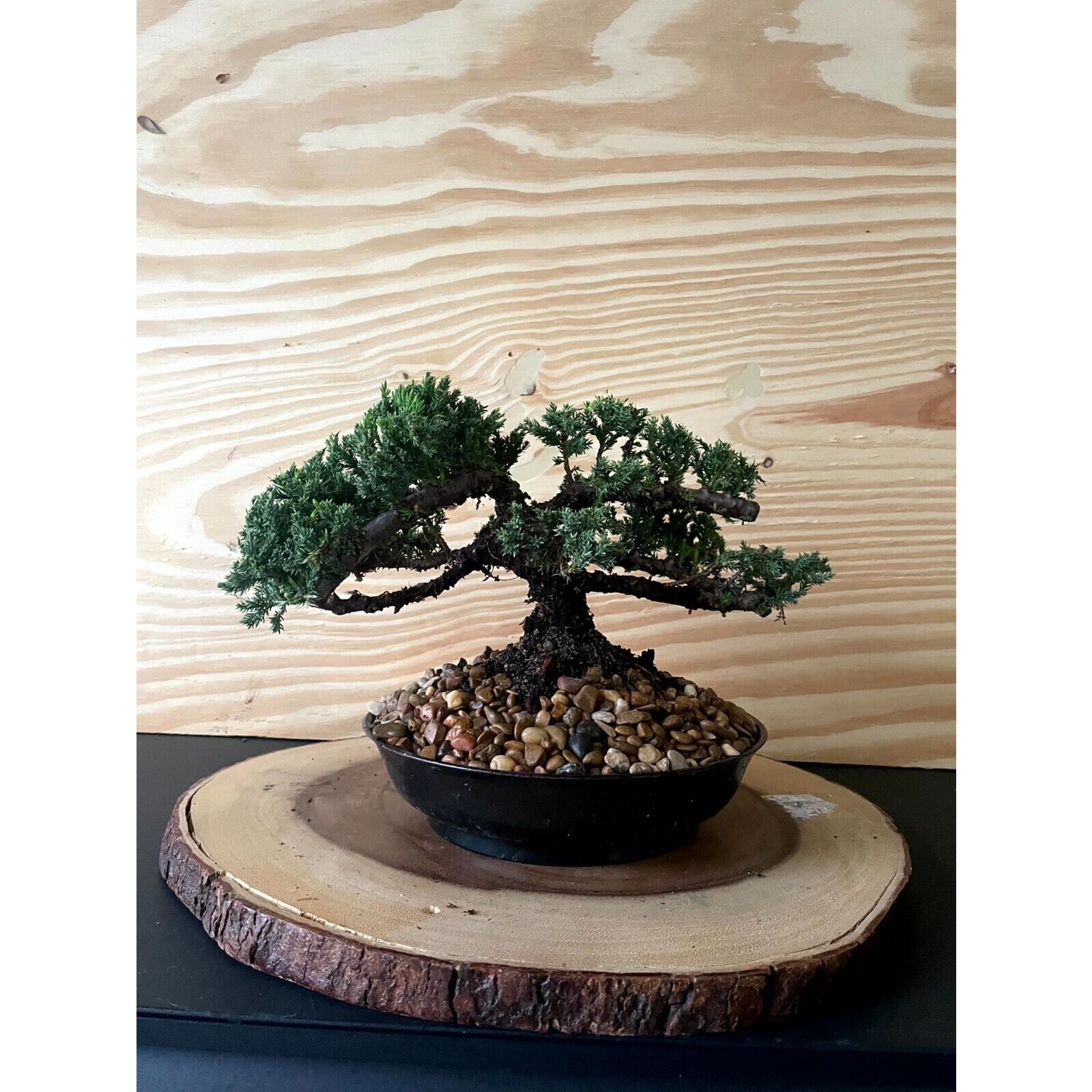 AWESOME! Fantastic Procumbens Nana Juniper Pre-Bonsai, 16 Years, Strong Trunk