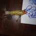 Vintage heddon dowagiac spook