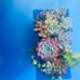3x6 succulent planter