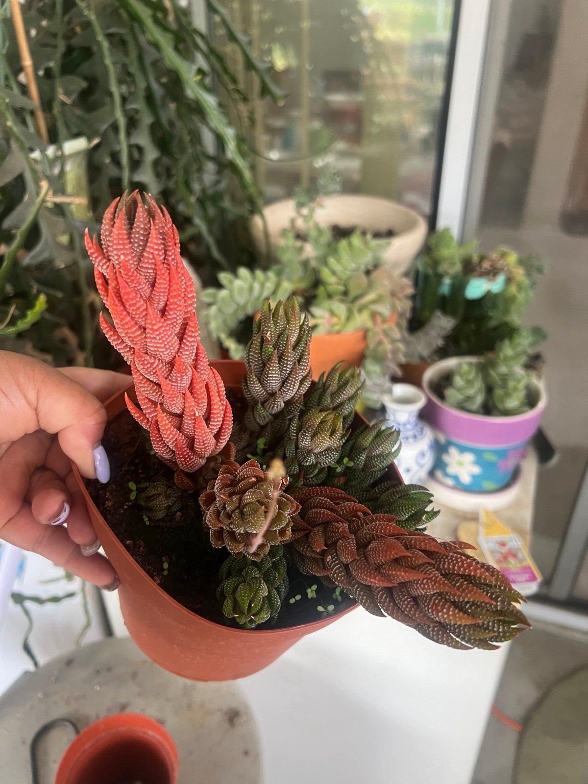 RARE HOWARTHIA REINWARTHII VERIEGATED IN 6” POT.