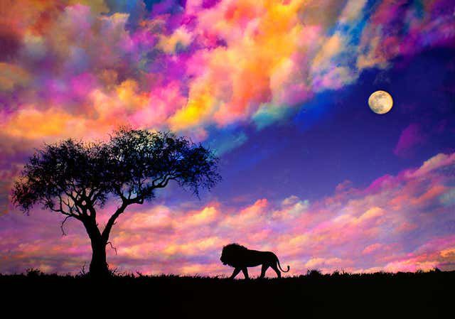 African sunset with lion picture on canvas