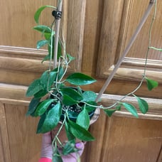 RARE HOYA LIMONIACA WITH TRELLIS!