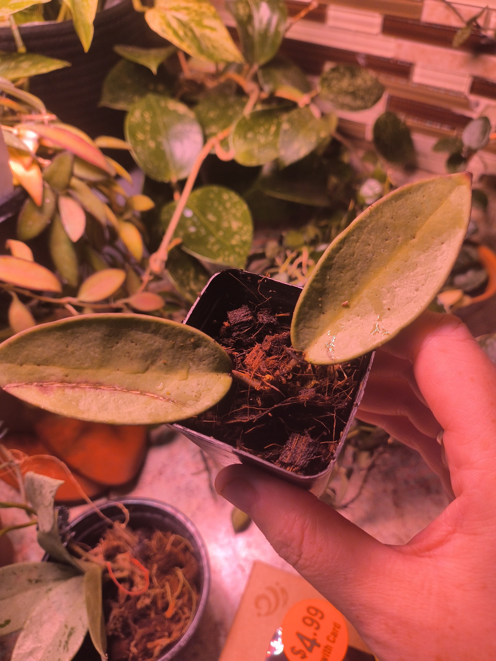 Hoya Silver Dollar