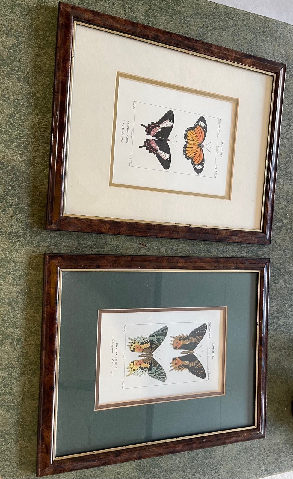 ANTIQUE BUTTERFLY PRINTS FRAMED