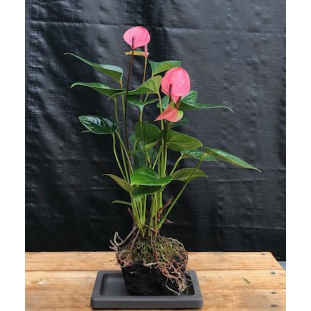 Flowering Pink Anthurium In Hawaiian Lava Rock Bonsai Tree