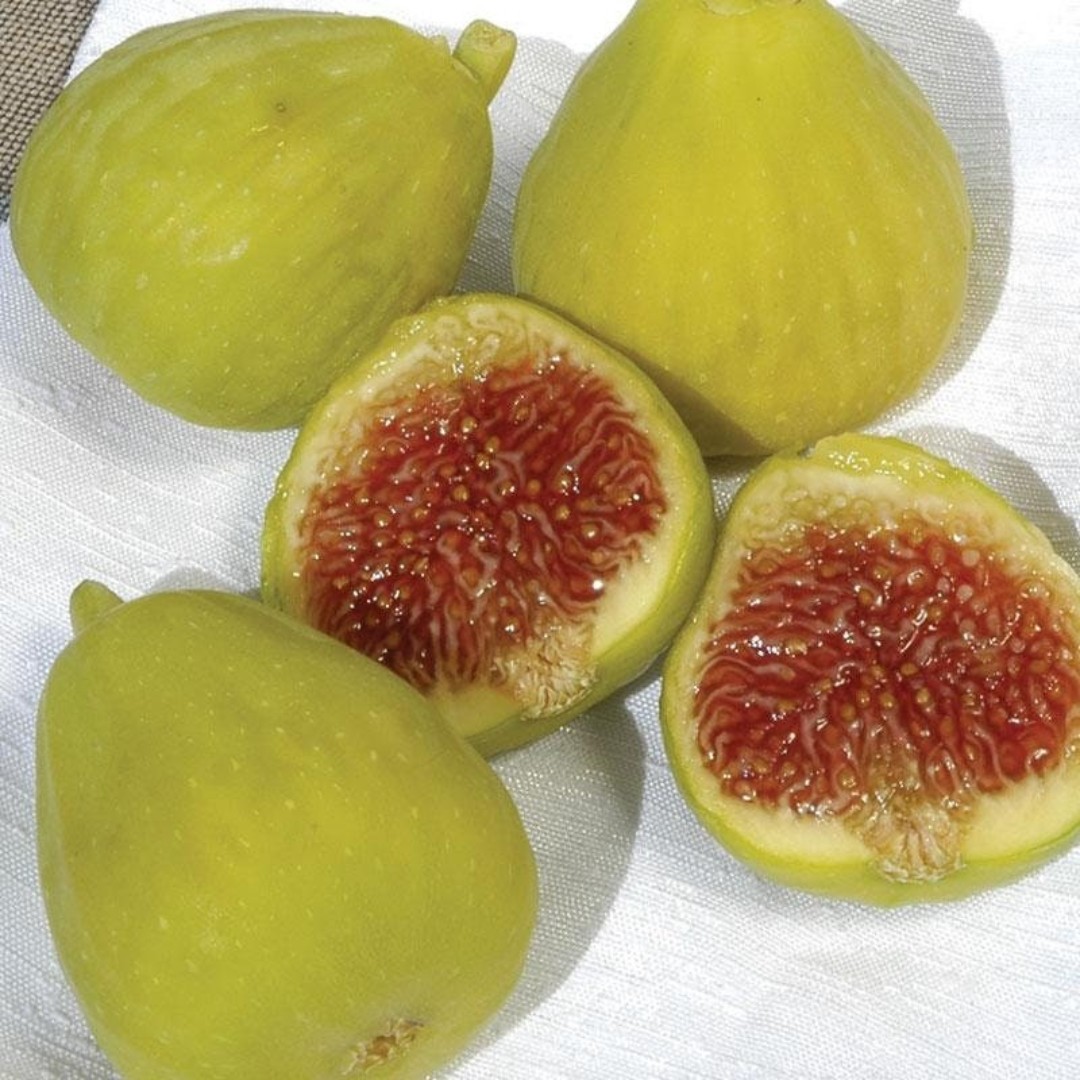 2-3 Feet Tall - Desert King Fig Tree (WITH FRUITS) Semi Dwarf