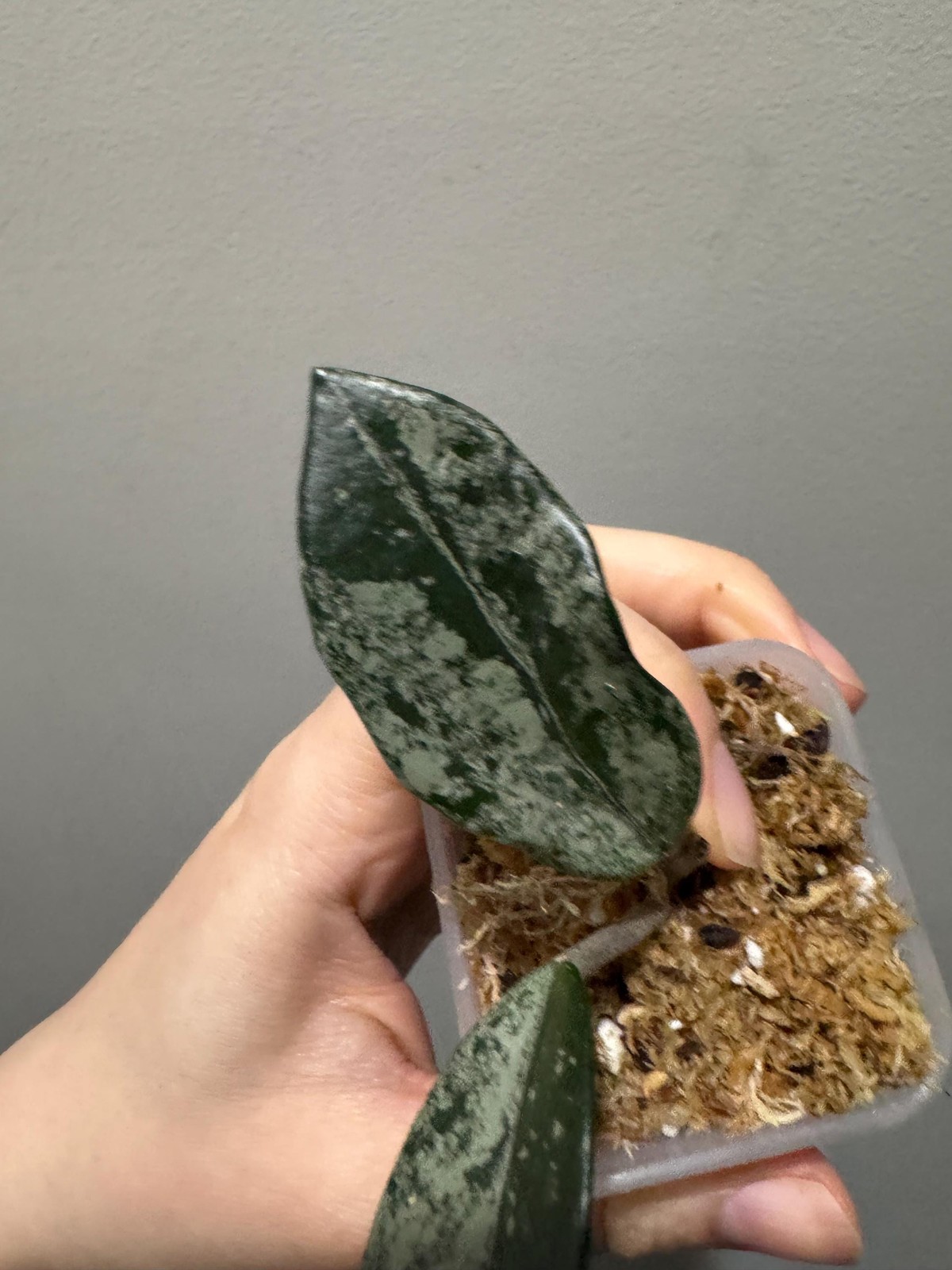 hoya wilbur graves Russia cutting, high splash. exact plant