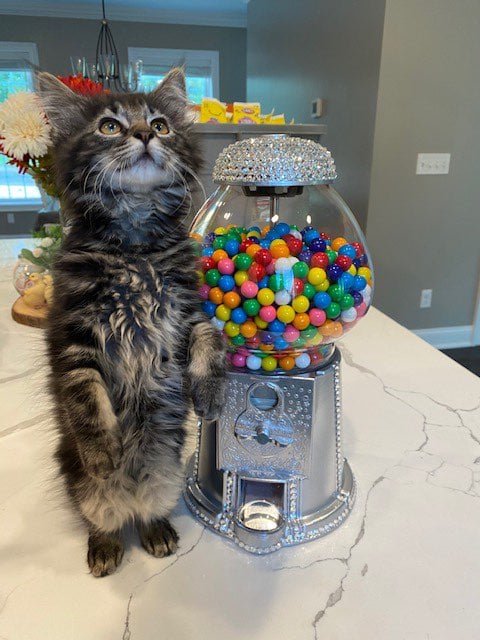 Swarovski 15 Tall Gumball Machine