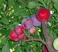 Bruce plum tree 2-3ft tall now live tree