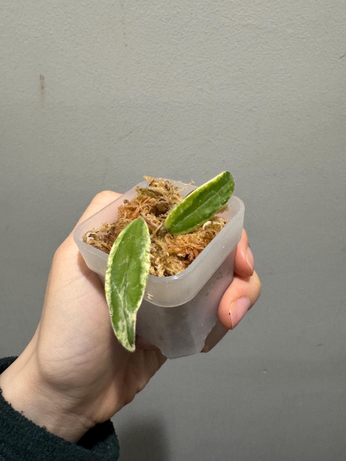 hoya Lyi Prism cutting. Exact plant fast shipping