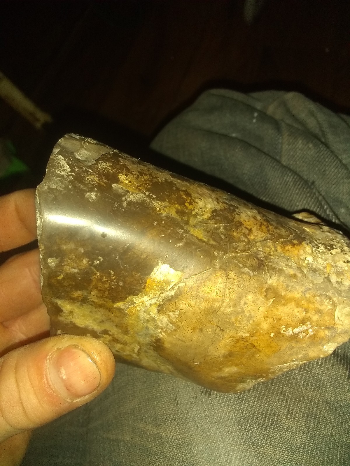 Fossil collection