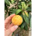 Rare Vista White Grafted Loquat Fruit Tree (3-4 Feet Tall) - Best Tasting White