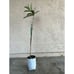 Rare Vista White Grafted Loquat Fruit Tree (3-4 Feet Tall) - Best Tasting White