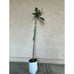 Rare Vista White Grafted Loquat Fruit Tree (3-4 Feet Tall) - Best Tasting White