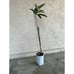 Rare Vista White Grafted Loquat Fruit Tree (3-4 Feet Tall) - Best Tasting White