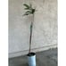 Rare Vista White Grafted Loquat Fruit Tree (3-4 Feet Tall) - Best Tasting White