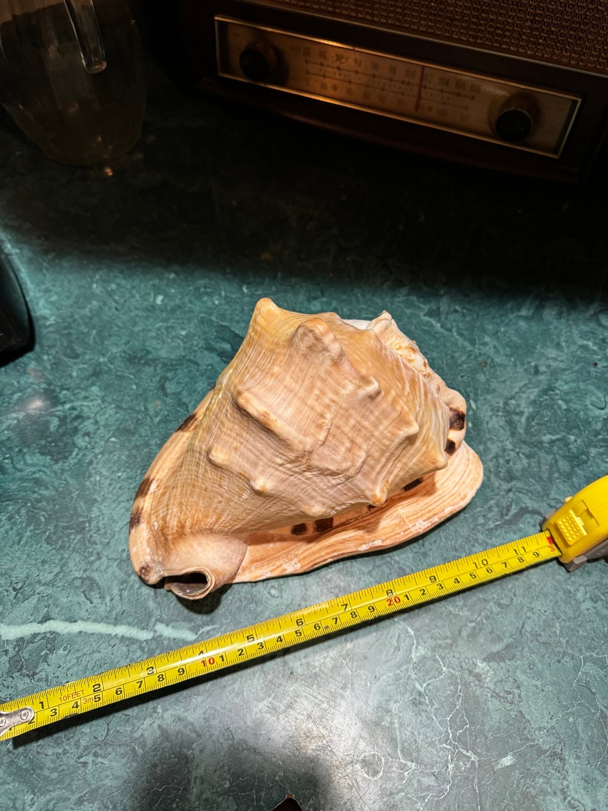 Large Helmet Queen Conch Shell Authentic