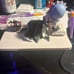 Rem 1/7 Scale Figure