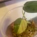 Micans Aurea Variegated Philodendron