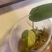 Micans Aurea Variegated Philodendron