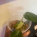 Micans Aurea Variegated Philodendron