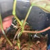 Micans Aurea Variegated Philodendron