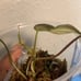 Micans Aurea Variegated Philodendron