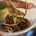 Micans Aurea Variegated Philodendron