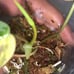 Micans Aurea Variegated Philodendron