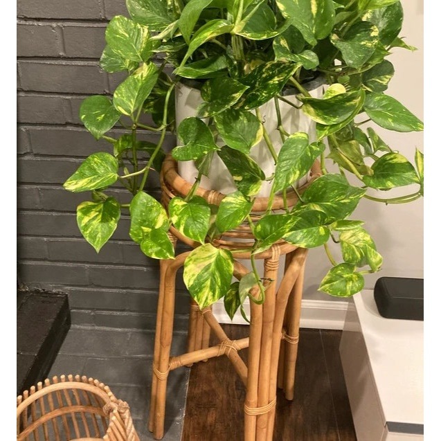 Golden Pothos in Hanging Basket, Epipremnum Aureum