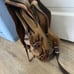 Woosir backpack