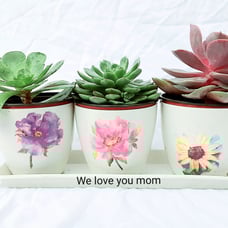 3 Real succulents in flowery pots