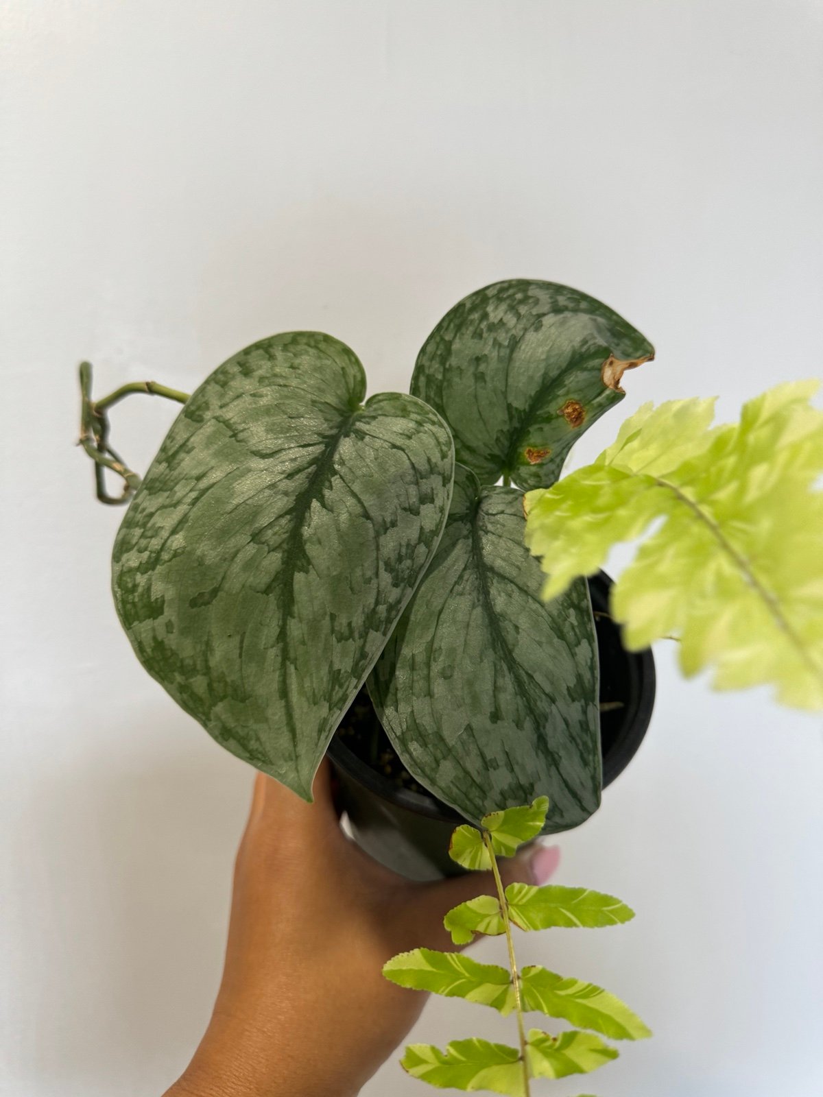 Platinum Silver scindapsus with rider Variegated fern