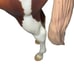 Breyer Traditional Model Horse 1275: Treasured Moves Paint Performance Mare VTG