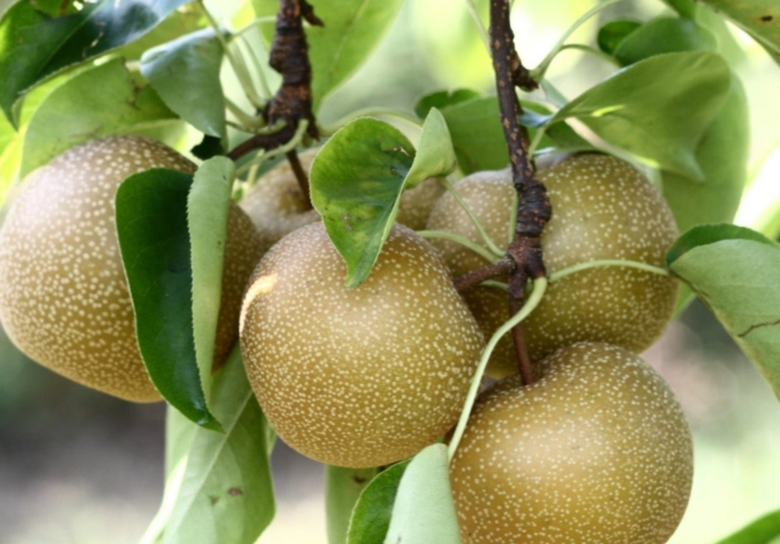 BULK/WHOLESALE (500)) CUTTINGS (250) Shinko + (250) Hosui BOTH ASIAN APPLE PEAR