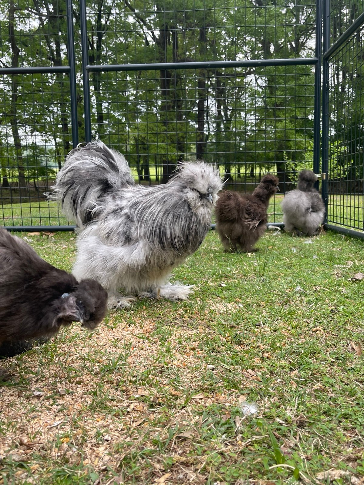 12+ silkie & Cochin hatching eggs showgirl satin stripper partridge pencil laced