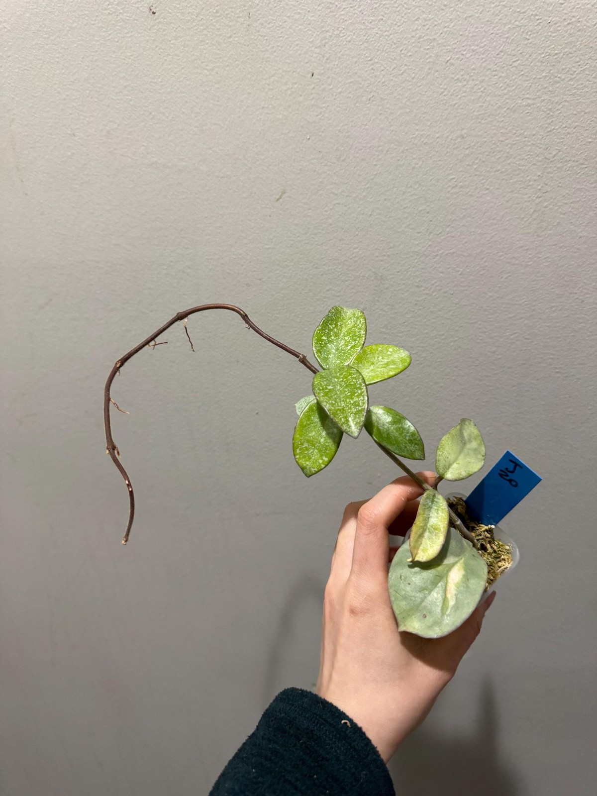 Revert Hoya Argentea Princess rooted cutting active growing revert plant. exact