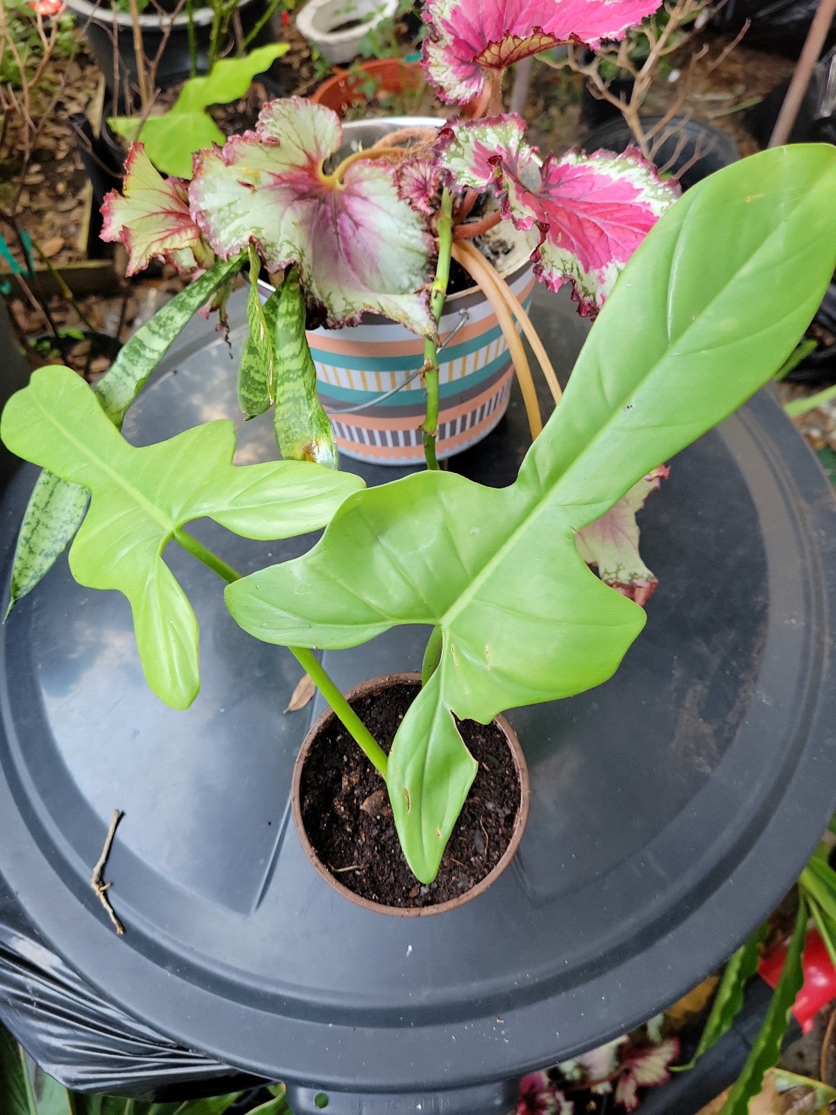 Comes from a very large mother plant.