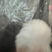 New- Top Drawer 4 PC Pin-Up Bunny Corset Costume