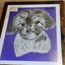 Handmade Framed Colored Pencil Drawing Shih -Tzu Dog